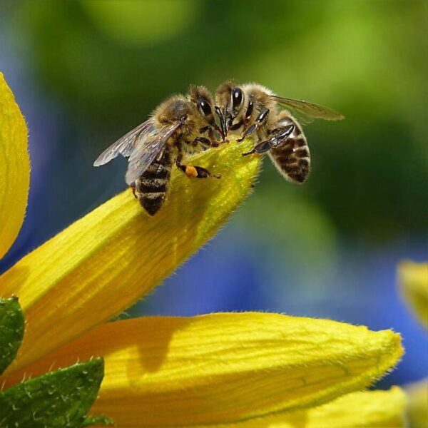 2 abejas en una flor de miel nacional